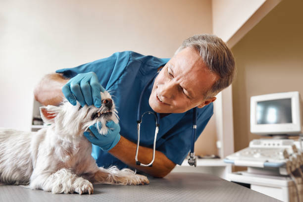Best Emergency Treatment for Toothache in Five Points, FL